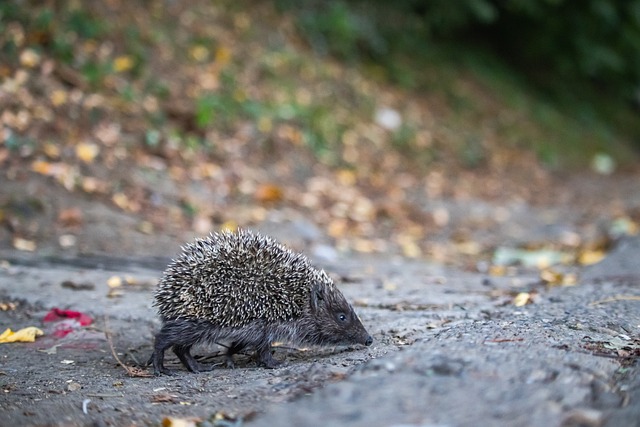 克拉克森在 克拉克森在